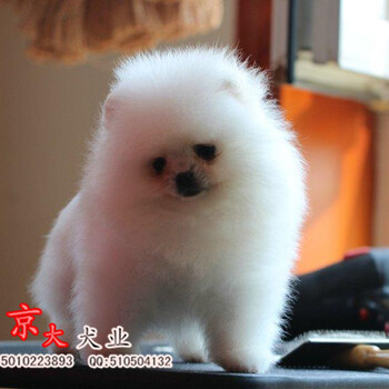 純種博美犬出售哈多利純種玩具大眼睛博美