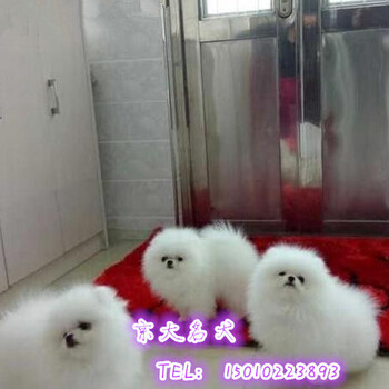 純種博美犬出售哈多利純種玩具大眼睛博美