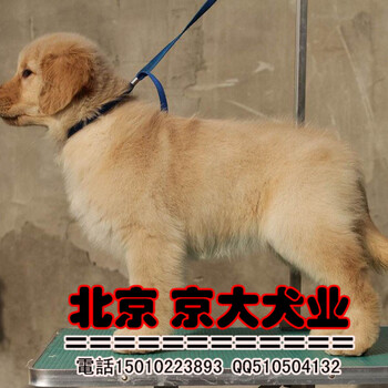 大头金毛幼犬出售北京纯种金毛幼犬出售金毛犬舍