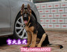 北京牧羊犬养殖基地现售德牧犬黑背幼犬3个月包健康