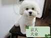 北京比熊犬幼犬出售血统品相良好购犬签协议