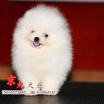 北京博美繁殖球体博美幼犬，黄色白色均有。