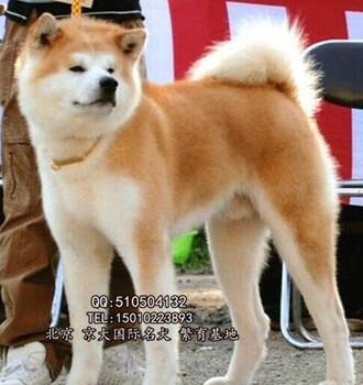 赛级秋田犬北京秋田幼犬出售秋田犬舍