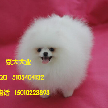 纯种博美犬幼犬均有三证保障北京市博美犬