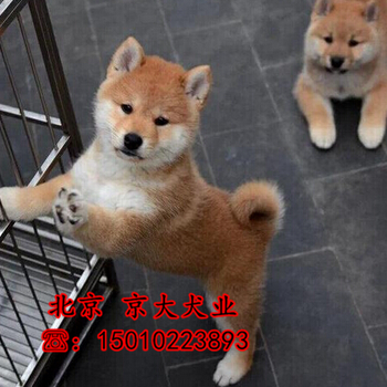北京纯种柴犬纯种日本柴犬按时防疫驱虫
