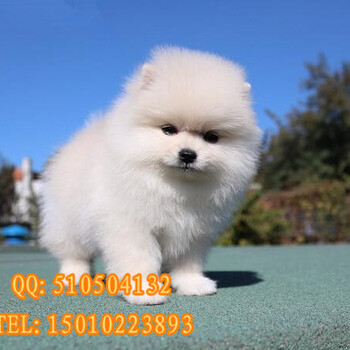 博美多少錢(qián)北京哪里賣(mài)博美犬北京博美多少錢(qián)售后