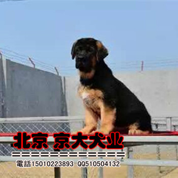 北京牧羊犬价格锤系德牧价格北京德牧基地