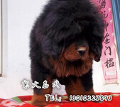 北京藏獒藏獒幼犬出售狮系藏獒