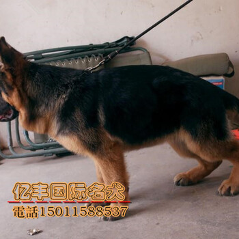 北京德牧价格赛级德国牧羊犬德牧黑背狼狗