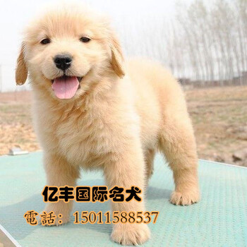 北京赛级金毛金毛幼犬赛级品质体型