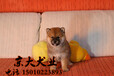 北京哪里有柴犬出售包纯种包健康