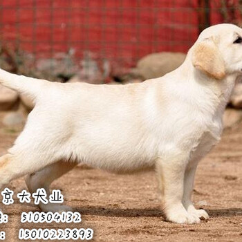 拉布拉多幼犬赛级拉布拉多价格北京京大犬业