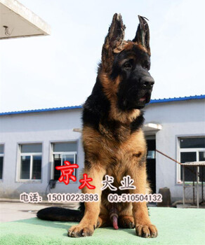 赛级德牧价格北京市德牧犬出售