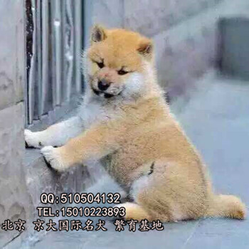 北京哪有卖柴犬的纯种柴犬多少钱一只三个月的柴犬