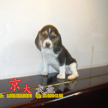 北京出售比格犬幼犬，4只全
