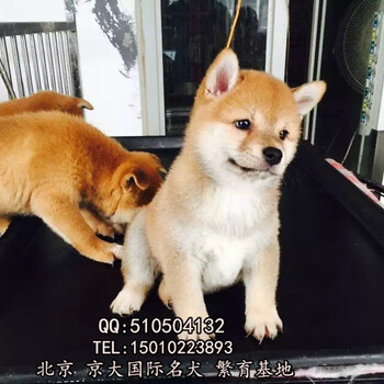 北京柴犬价位多少北京什么地方有卖柴犬