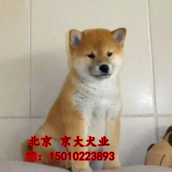 北京售纯种日系柴犬，CKU血统