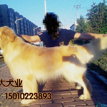 出售金毛犬打完证书