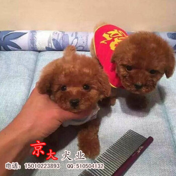 北京赛级泰迪价格出售茶杯玩具血系的泰迪犬