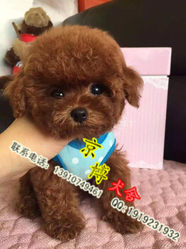 出售泰迪犬可爱活泼茶杯犬