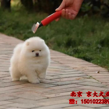 博美多少錢純種博美養(yǎng)殖基地賽級(jí)博美犬