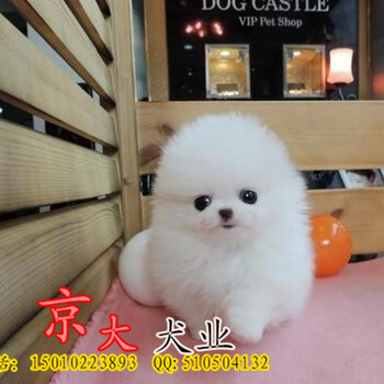博美多少錢純種博美養(yǎng)殖基地賽級(jí)博美犬