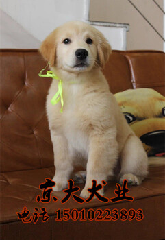 北京出售赛级金毛犬金毛幼犬出售京大犬业