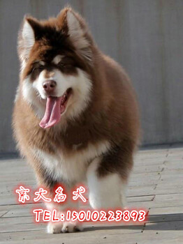 熊版阿拉斯加犬赛级阿拉斯加幼犬出售京大犬业