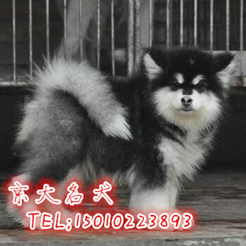 北京阿拉斯加幼犬出售哪里有卖纯种阿拉多少钱一只