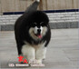 北京阿拉斯加雪橇犬犬_北京阿拉斯加犬价格_阿拉出售