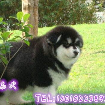 北京哪里有纯种阿拉斯加幼犬出售赛级阿拉斯加价格