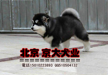北京阿拉斯加雪橇犬保健康送用品图片5