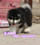 北京阿拉斯加雪橇犬保健康送用品图片0