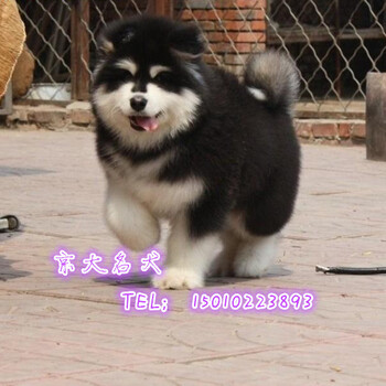 纯种阿拉斯加雪橇犬北京纯种名犬培育中心