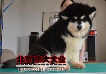 北京阿拉斯加雪橇犬保健康送用品图片1