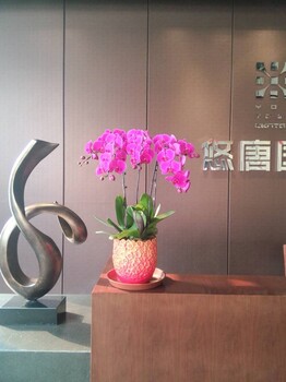 中關(guān)村花卉租擺公司