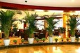  Shanghai Unit Plant Rental Pudong Plant Rental Shanghai Greening Maintenance Pudong Greening Company