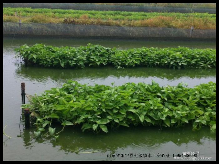 【水上种植空心菜骗局】