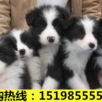 云南保山龙陵狗场常年出售血统贵宾犬