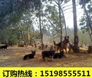 云南昆明宜良养犬基地纯种卡斯罗犬