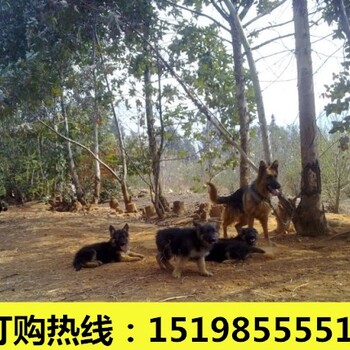 云南红河弥勒宠物基地出售金毛犬