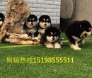 云南曲靖罗平哪里能买到纯种狼青犬