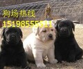 云南麗江永勝狗場常年出售純正血統貴賓犬