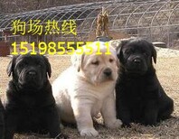 云南大理鹤庆哪里能买到柯基犬图片4