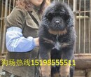 云南昭通盐津哪里有卖纯正血统比格犬图片