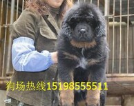 云南曲靖马龙狗场常年出售血统贵宾犬图片0