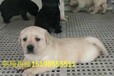 云南红河屏边苗族自治养犬基地卖纯种卡斯罗犬