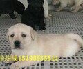 云南昆明西山寵物基地出售純正血統阿拉斯加犬