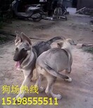 云南省昆明五华哪里可以买工作犬图片2