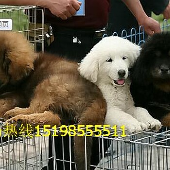 云南大理巍山宠物基地赛级柴犬